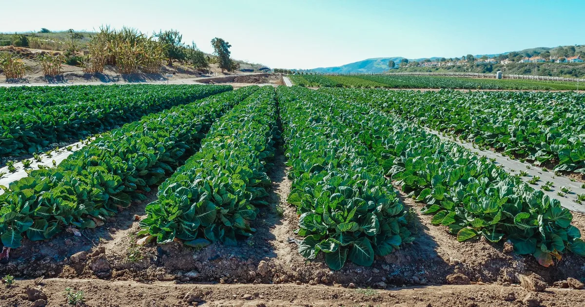 Rangs de légumes verts en pleine croissance sur une parcelle maraîchère, vue depuis la planche de culture, lumière naturelle