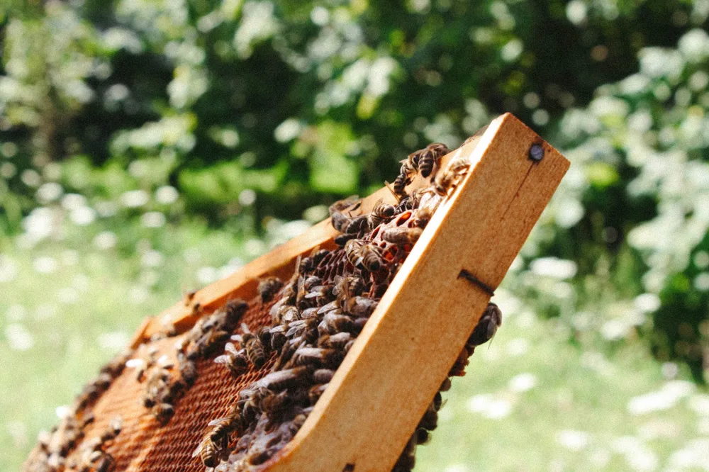 Cadre de ruche avec abeilles sur rayon de cire naturel, fond de jardin fleuri vert en arrière-plan, lumière naturelle, sans visage