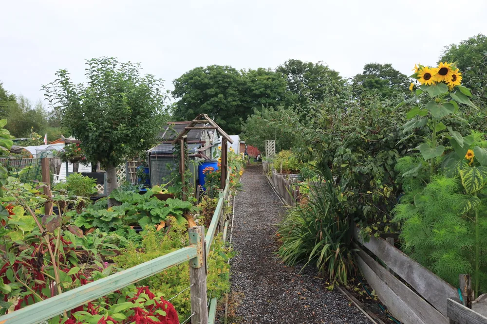 Jardin partagé en allotements avec allée centrale, tournesols et légumes variés, ciel couvert caractéristique du nord de la France
