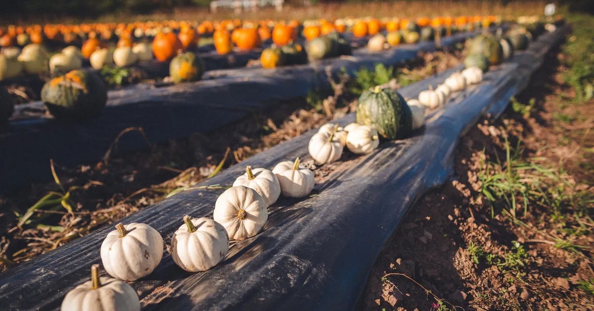 Rangs de courges et potimarrons dans un champ en automne, ferme en arrière-plan, récolte hivernale