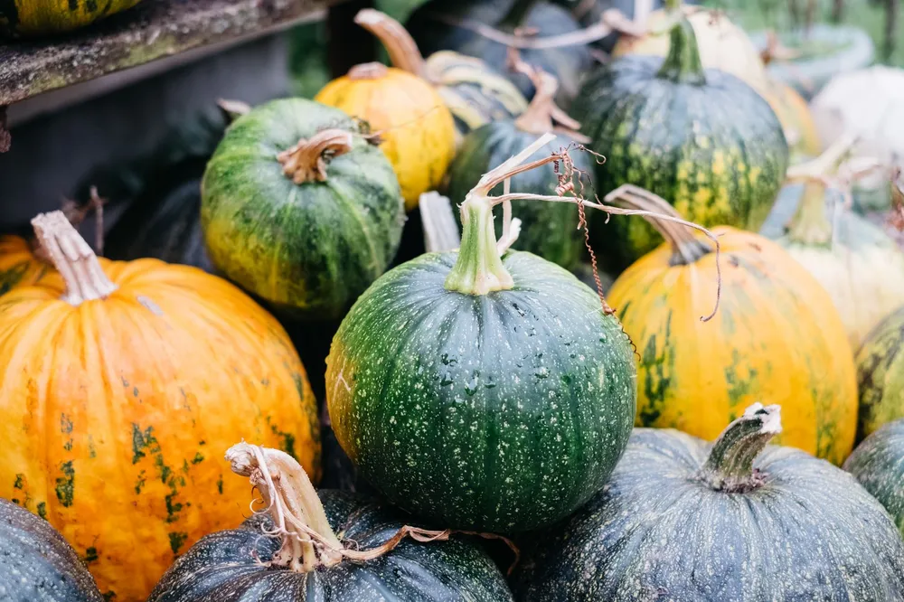 Courges et potimarrons variés d'une récolte d'automne au potager, oranges, verts et bleu-gris, symbole de l'autonomie alimentaire qui réduit l'empreinte carbone