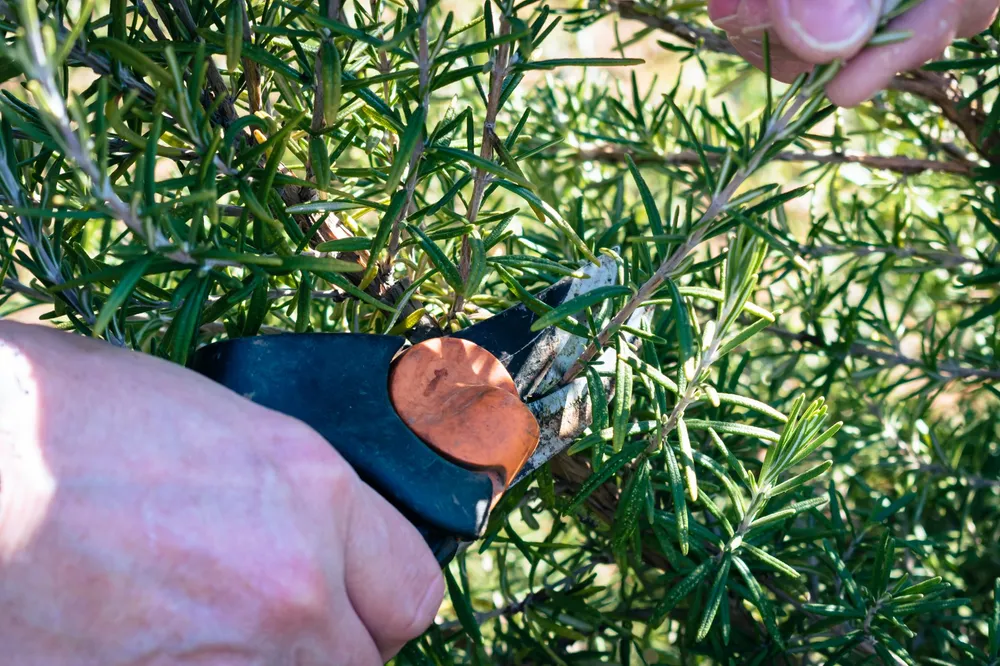 Main coupant une tige de romarin au sécateur sur un pied bien fourni