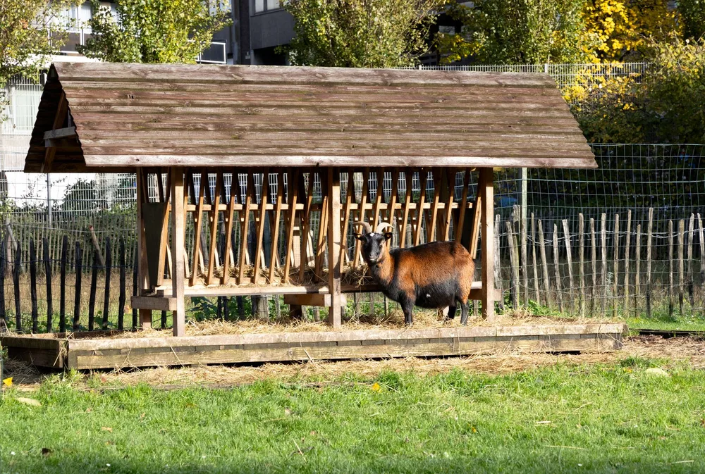 Chèvre naine dans un abri en bois avec paille au sol et râtelier à foin