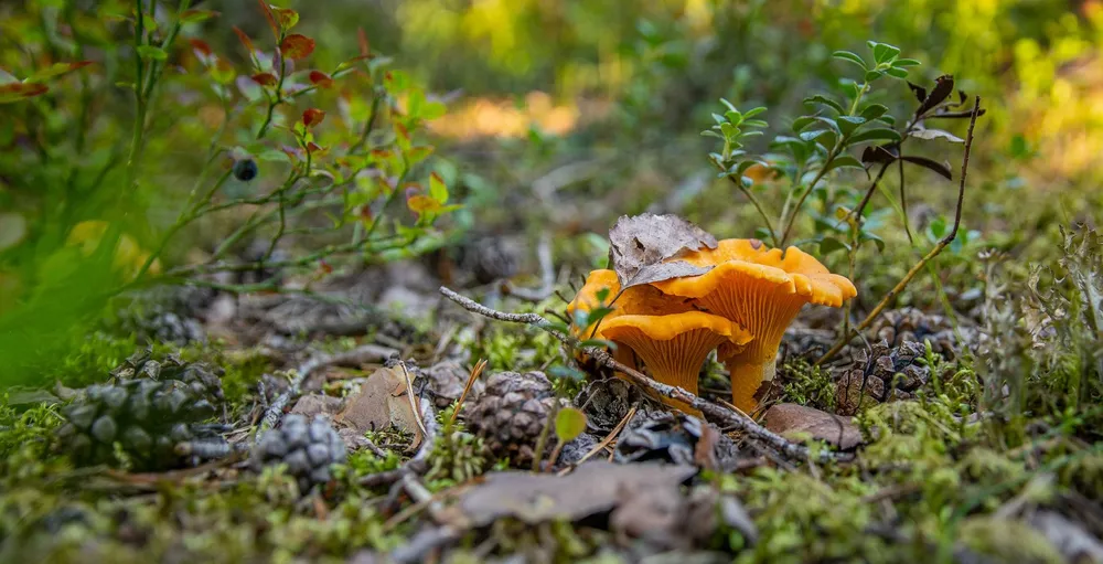 Girolles orangées poussant dans la mousse d'une forêt bretonne, entre myrtilliers et pommes de pin