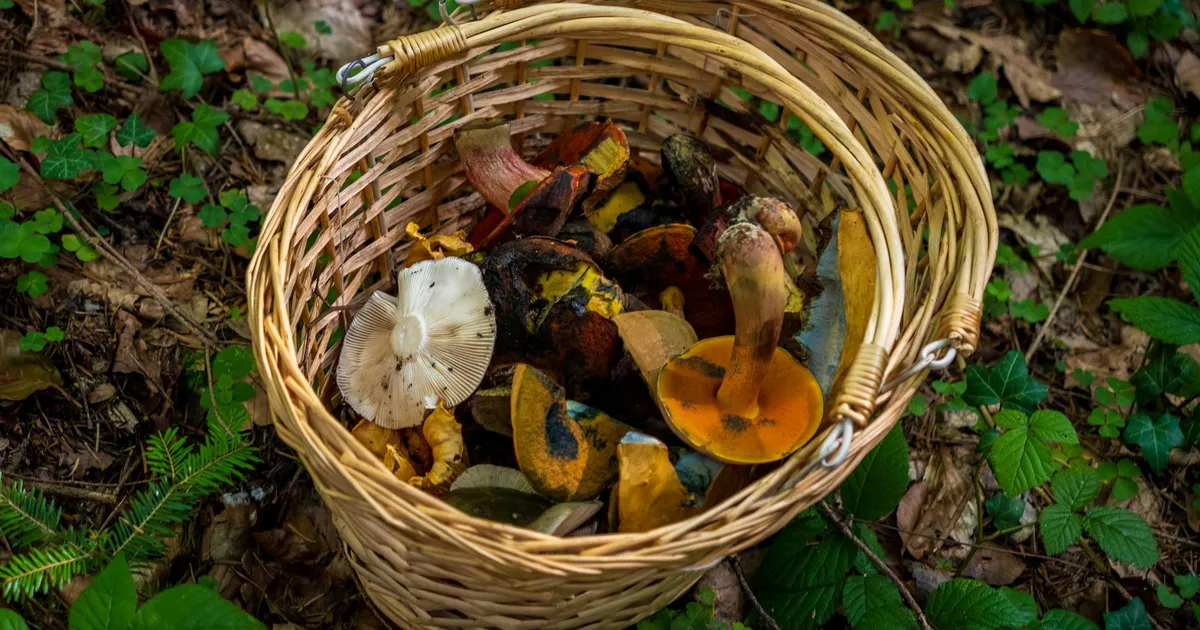 Panier en osier posé sur le sol d'une forêt bretonne en automne, rempli de cèpes et de bolets fraîchement cueillis