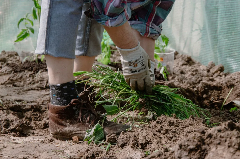 Mains gantées arrachant une touffe d'herbe dans la terre d'un potager