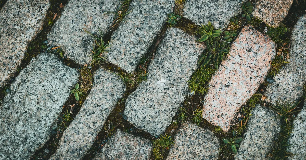 Pavés de granit d'une allée avec de l'herbe et de la mousse dans les joints