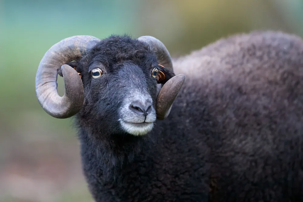 Gros plan d'un mouton d'Ouessant noir aux cornes recourbées et à la toison laineuse épaisse, dans un pré