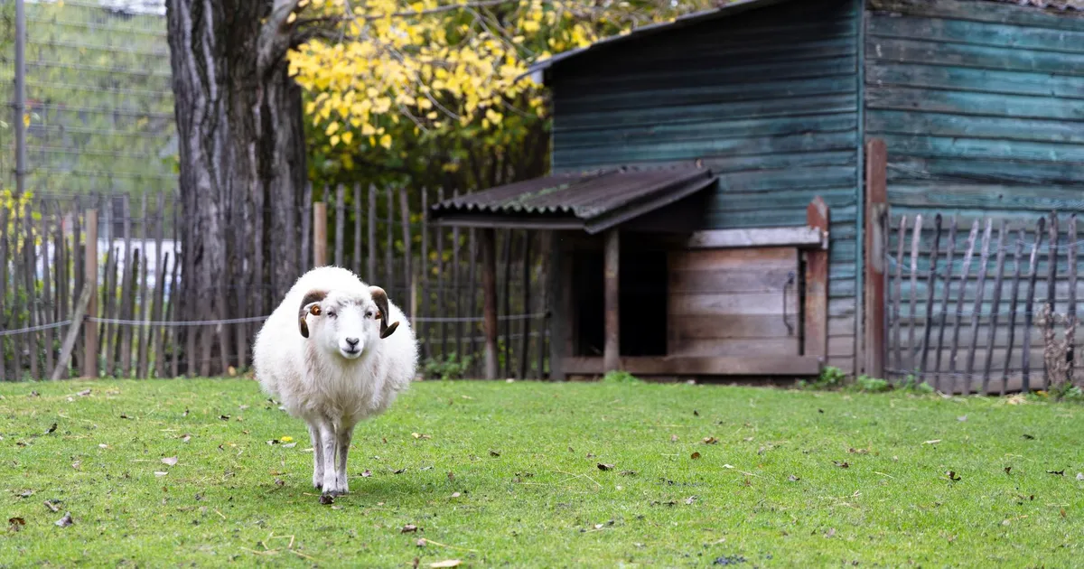 Mouton à cornes dans une pâture verte, devant un petit abri en bois ouvert et une clôture en piquets de châtaignier