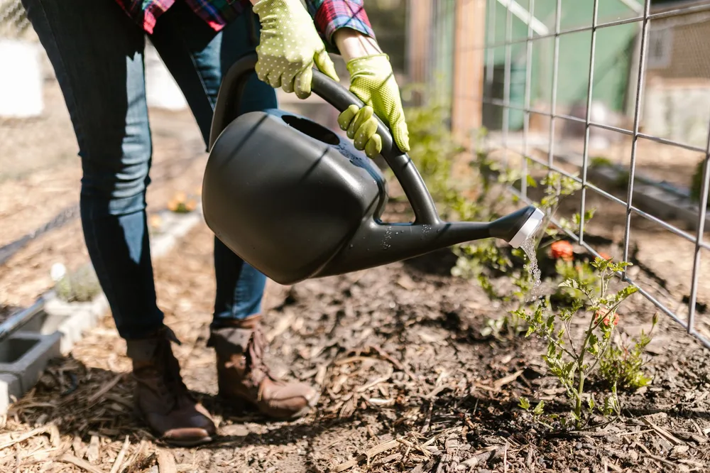 Mains gantées arrosant des plantules au potager avec un arrosoir noir, mulch visible au sol, sans visage