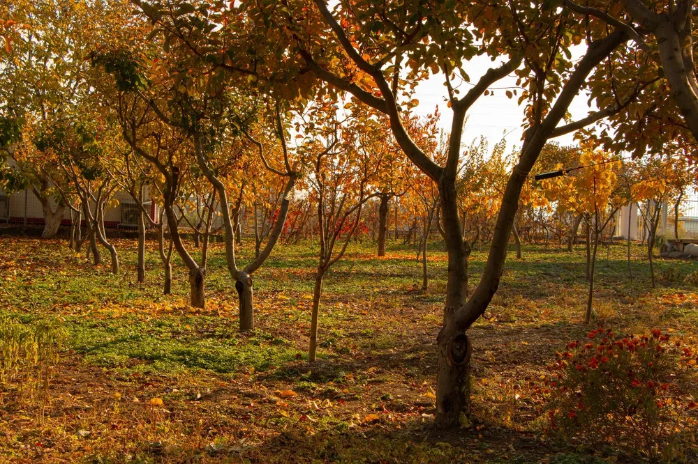 Arbres fruitiers au feuillage d'automne orangé dans un verger avec couvre-sol vert, illustrant les strates d'une forêt-jardin
