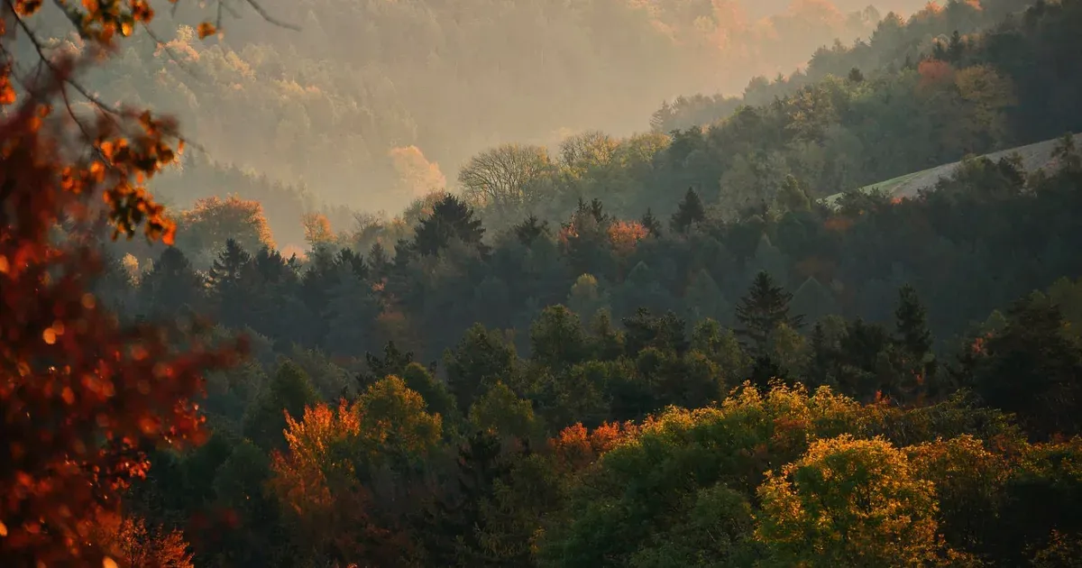 Forêt tempérée aux strates multiples en automne, brume matinale sur coteaux boisés aux tons orangés et verts, sans visage