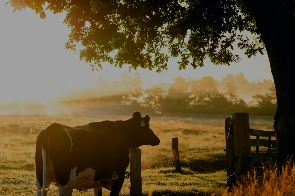 Vache dans une pâture bretonne au lever du soleil, sous un vieux chêne