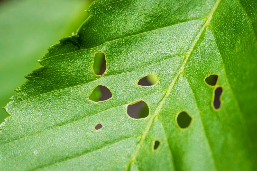 Feuille verte de potager criblée de trous, dégâts typiques laissés par les limaces