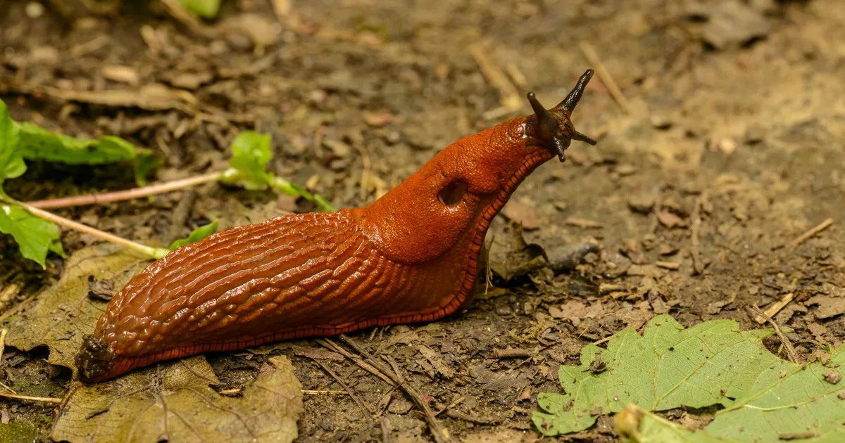 Grosse limace rousse sur la terre humide d'un potager breton, près d'une feuille rongée