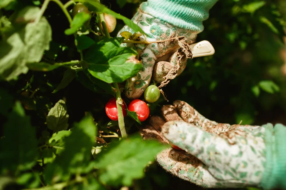 Mains gantées inspectant des tomates cerises dans un potager, feuilles visibles autour