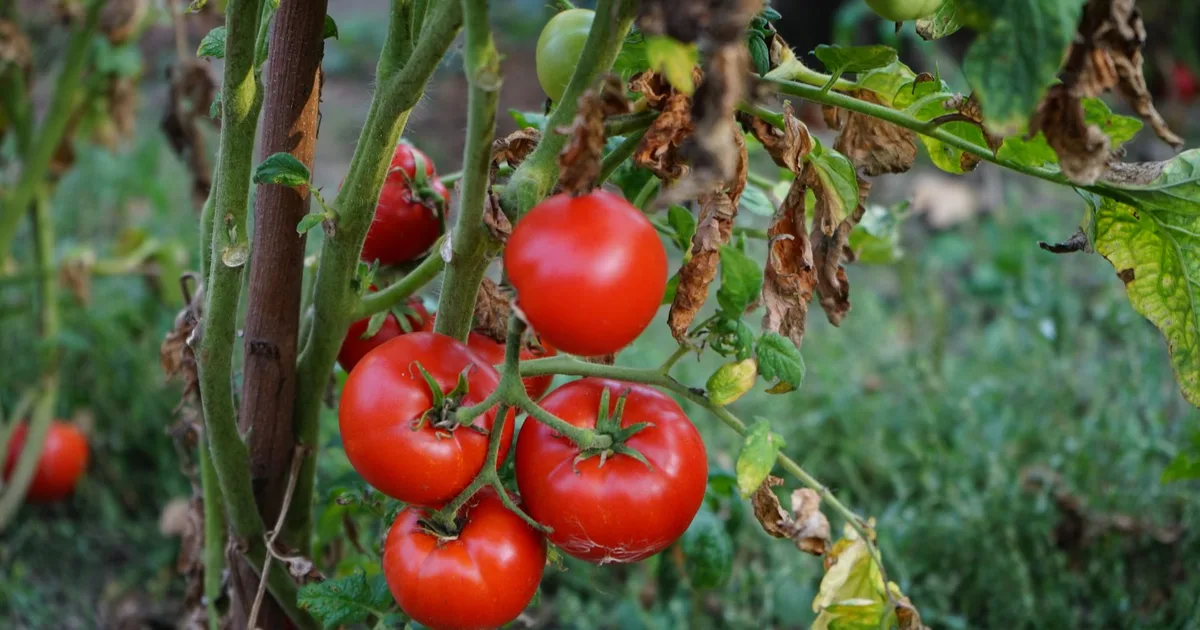 Feuilles de tomates atteintes de mildiou, taches brunes et marbrures visibles sur le feuillage