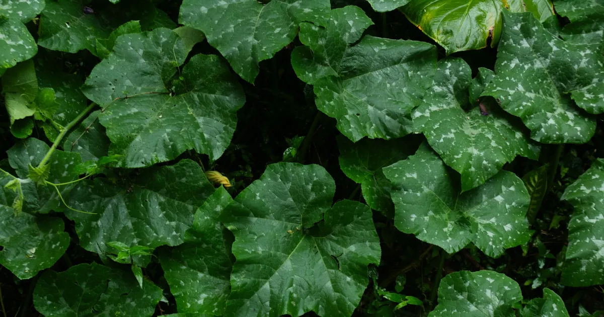 Feuilles de courgette au potager touchées par l'oïdium poudreux