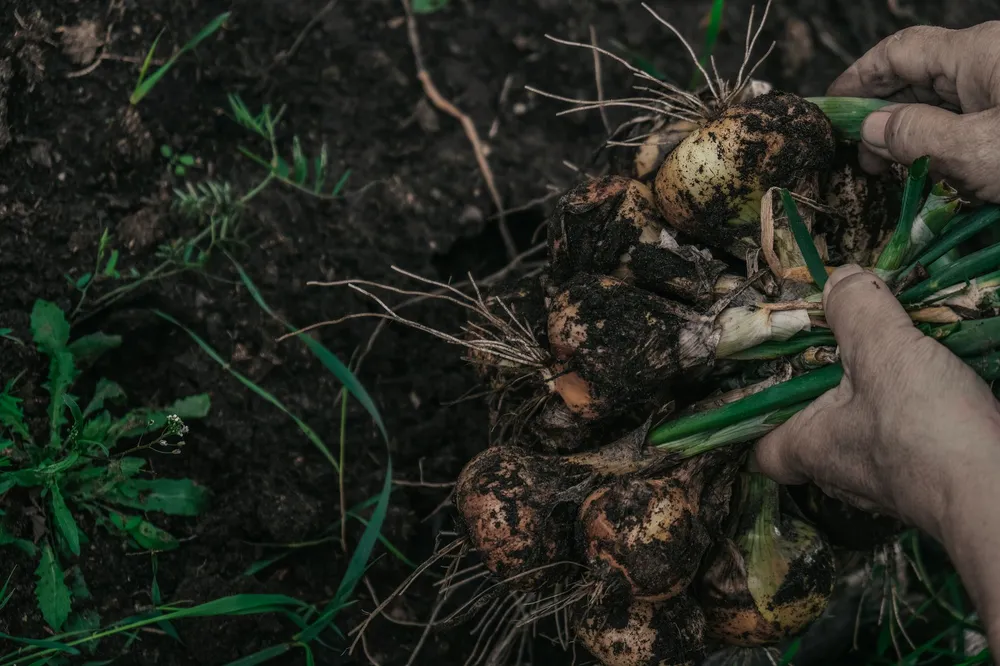 Mains arrachant une touffe d'oignons de la terre du potager, bulbes encore couverts de terre et feuillage vert