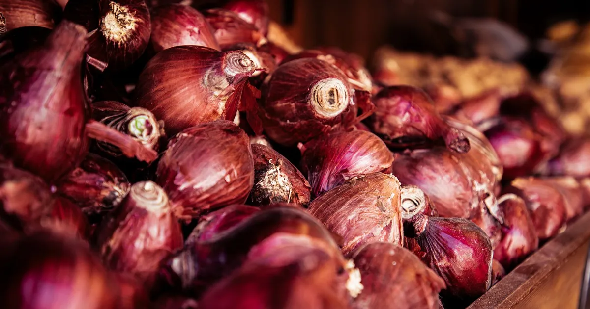Oignons rouges récoltés et mis à sécher dans une cagette en bois avant le stockage