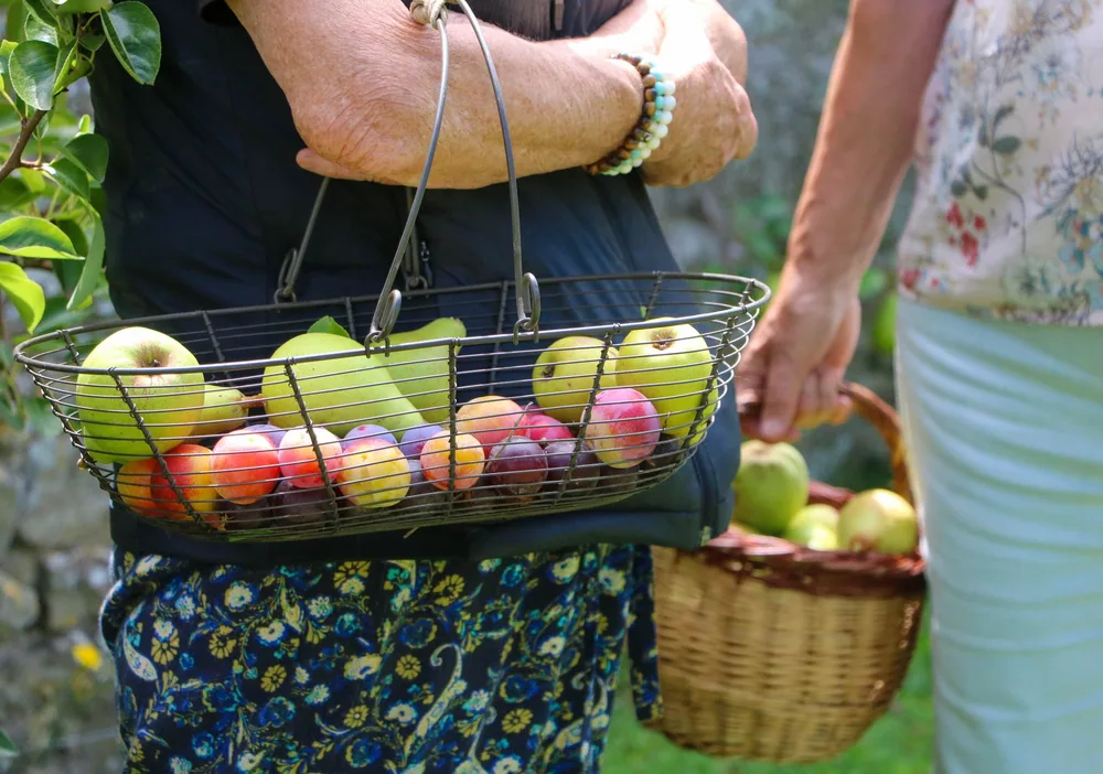Paniers en métal et osier remplis de pommes et prunes récoltées dans un verger, mur de pierre en arrière-plan, lumière naturelle
