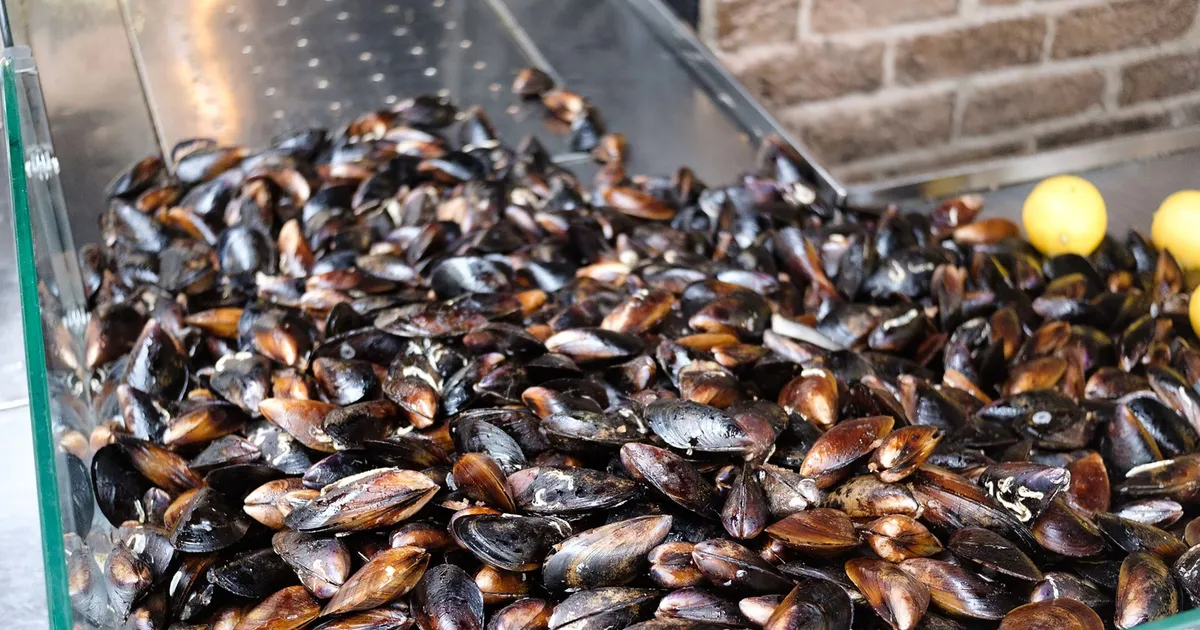 Étal de poissons et fruits de mer fraîchement débarqués sur un port breton