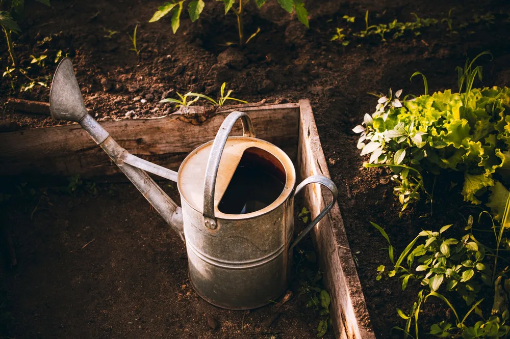 Arrosoir en zinc patiné posé dans un carré de potager en bois avec jeunes plants de légumes, prêt à être utilisé pour appliquer le purin d'ortie