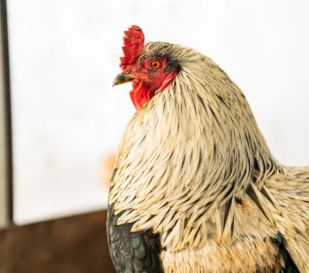 Poule de type Araucana avec des touffes de plumes autour des joues, dans un poulailler