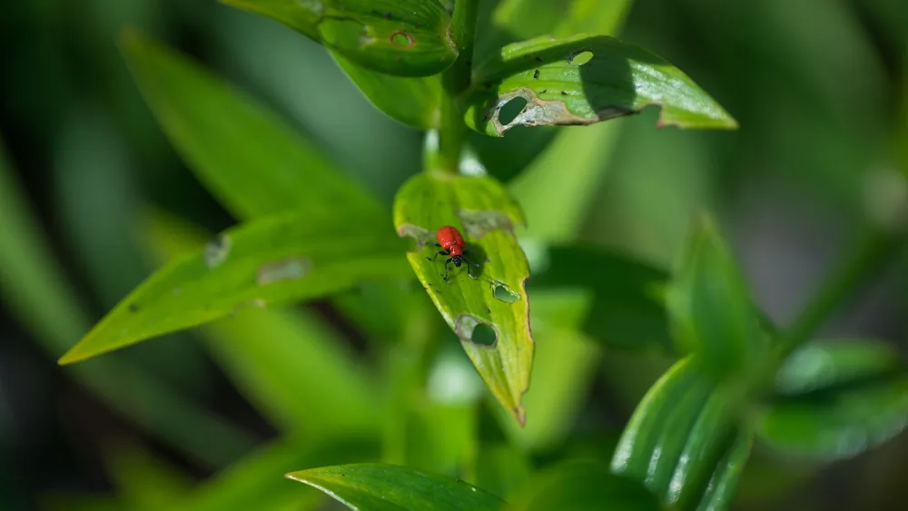 Coléoptère rouge sur une feuille de légume criblée de trous de ravageurs dans un potager, gros plan sur les dégâts