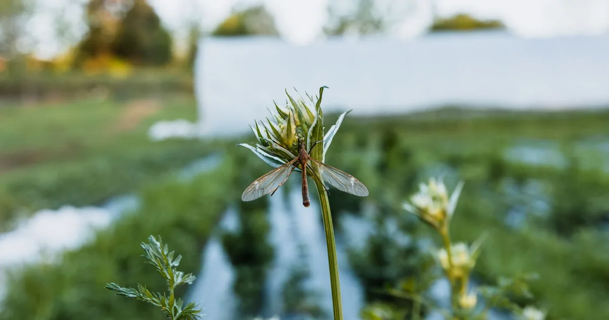 Tipule posée sur une tige de plante de potager avec des voiles de protection blancs sur les rangs en arrière-plan, lumière automnale