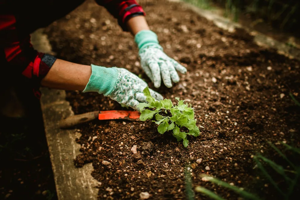 Mains gantées plantant un plant de salade dans la terre noire d'un potager, lumière naturelle extérieure