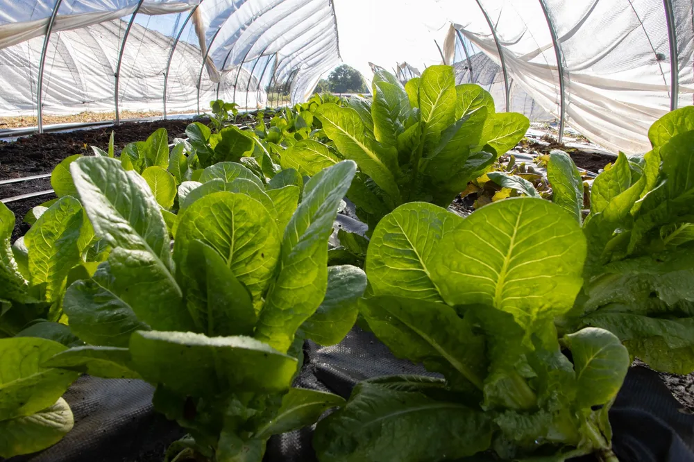 Laitues romaines en pleine santé sous un tunnel plastique froid, lumière naturelle d'automne, sans visage