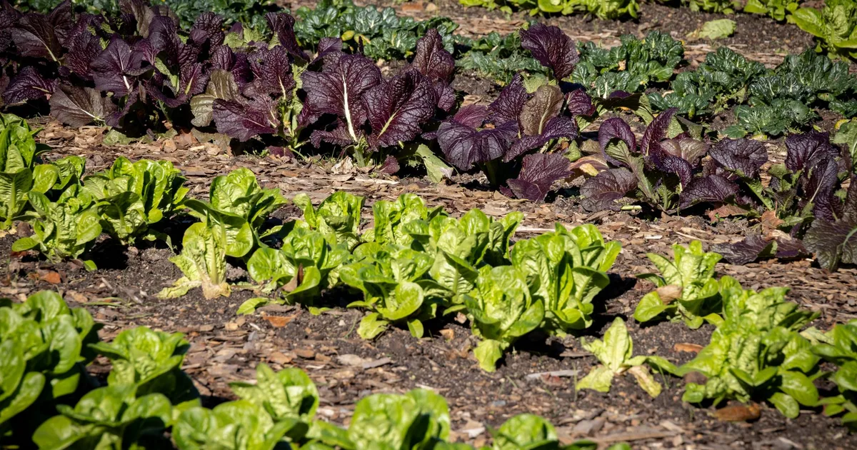 Rangs de laitues variées verts et rouge-violet dans un potager paillé, lumière naturelle d'automne, sans visage