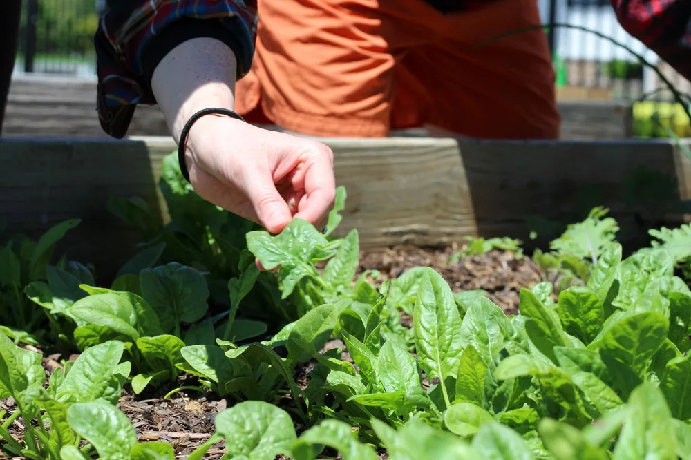Mains récoltant des épinards dans une planche de potager au sol sombre et paillé, résultat visible après amendements organiques sur plusieurs années