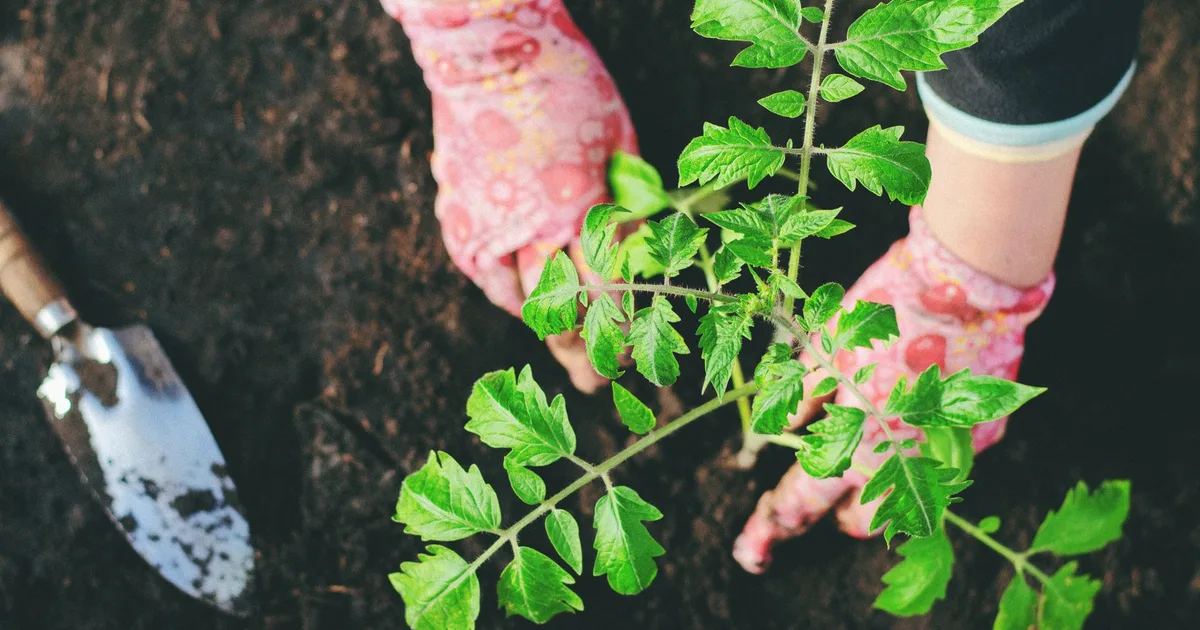 Mains gantées plantant un plant de tomate dans un sol de potager brun et riche après amendements organiques, lumière naturelle