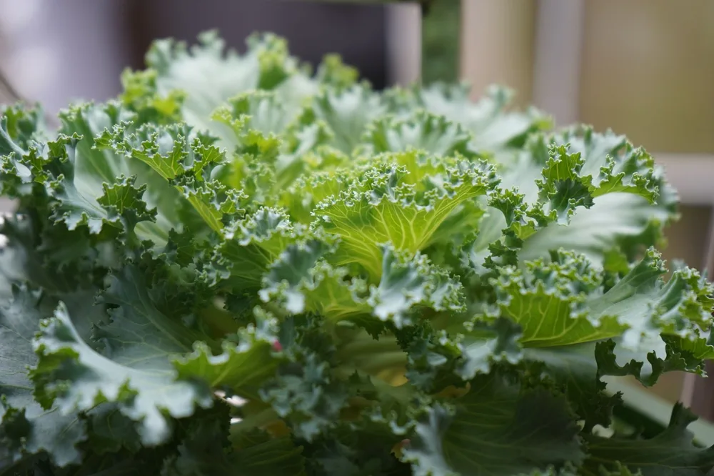 Feuilles de chou kale frisé vert vif en gros plan au potager, lumière naturelle, texture bouclée visible